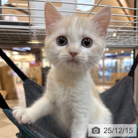 京都府のスコティッシュフォールド (ペットプラス 久御山店/2025年10月1日生まれ/女の子/クリームタビーホワイト)の子猫の3枚目の画像