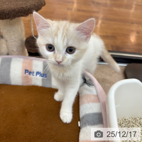 京都府のスコティッシュフォールド (ペットプラス 久御山店/2025年10月1日生まれ/女の子/クリームタビーホワイト)の子猫の3枚目の画像
