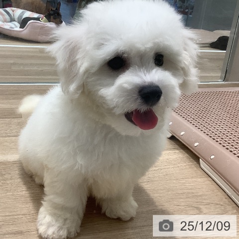 ビション・フリーゼの写真