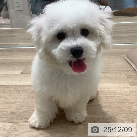 ビション・フリーゼの写真