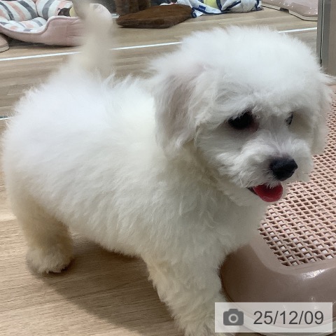 ビション・フリーゼの写真