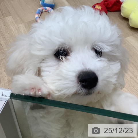 大阪府のビションフリーゼ (ペットプラス 鶴見店/2025年10月5日生まれ/男の子/ホワイト)の子犬の4枚目の画像