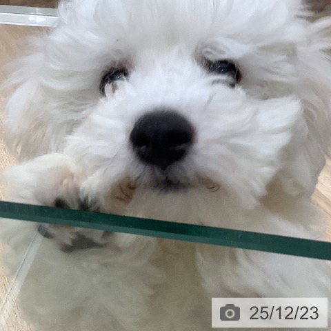 大阪府のビションフリーゼ (ペットプラス 鶴見店/2025年10月5日生まれ/男の子/ホワイト)の子犬の3枚目の画像