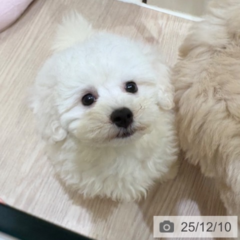 ビション・フリーゼの写真