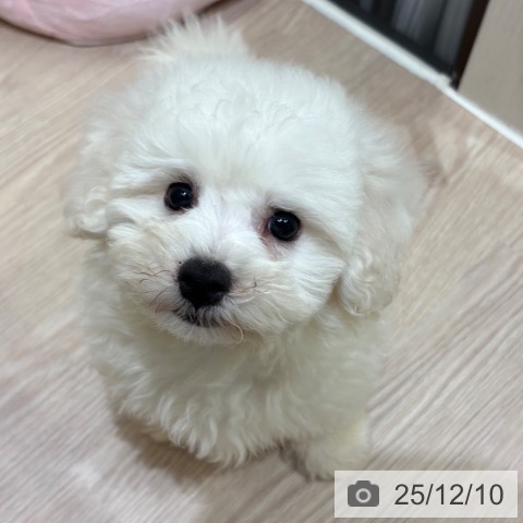 ビション・フリーゼの写真