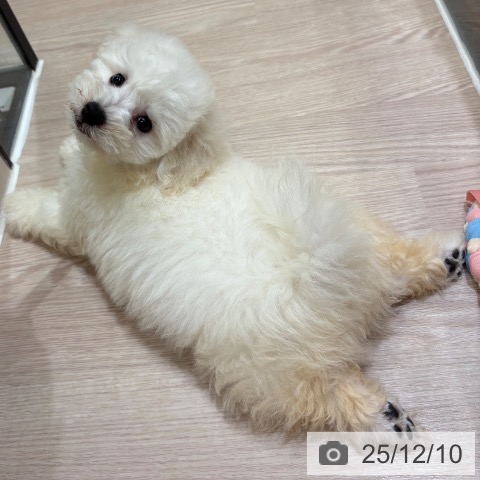 ビション・フリーゼの写真