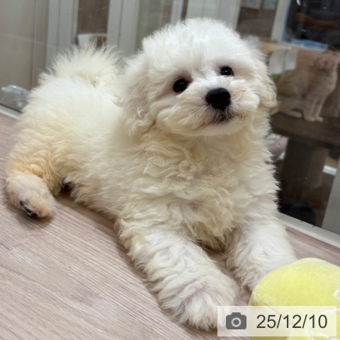 ビション・フリーゼの写真