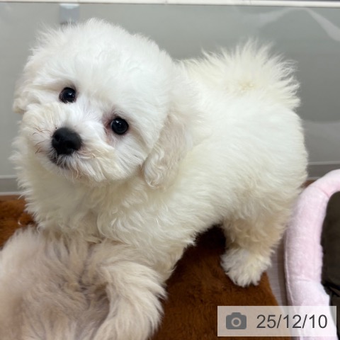 ビション・フリーゼの写真