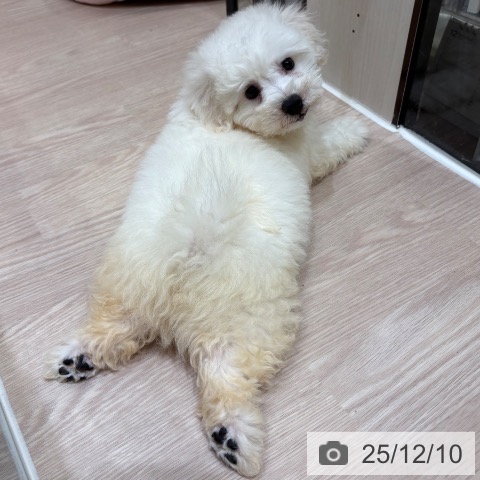 大阪府のビションフリーゼ (ペットプラス 大阪ドームシティ店/2025年10月5日生まれ/男の子/ホワイト)の子犬の4枚目の画像