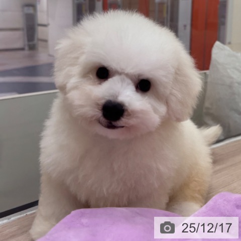 大阪府のビションフリーゼ (ペットプラス 大阪ドームシティ店/2025年10月5日生まれ/男の子/ホワイト)の子犬の4枚目の画像