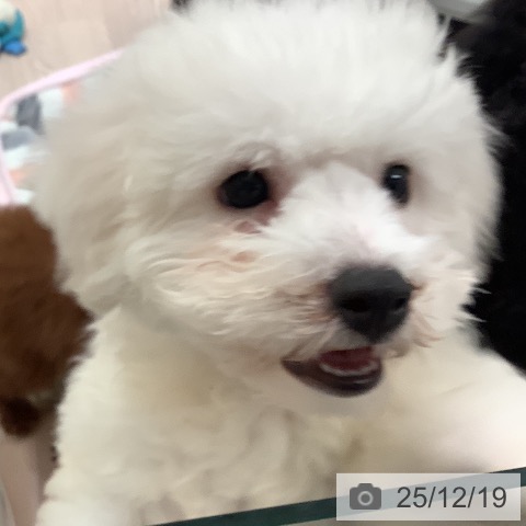 大阪府のビションフリーゼ (ペットプラス 大阪ドームシティ店/2025年10月5日生まれ/男の子/ホワイト)の子犬の4枚目の画像