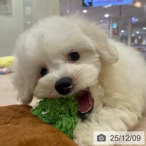 ビション・フリーゼの写真