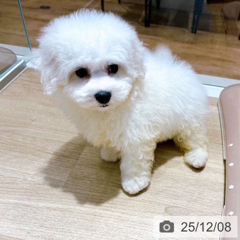 ビション・フリーゼの写真