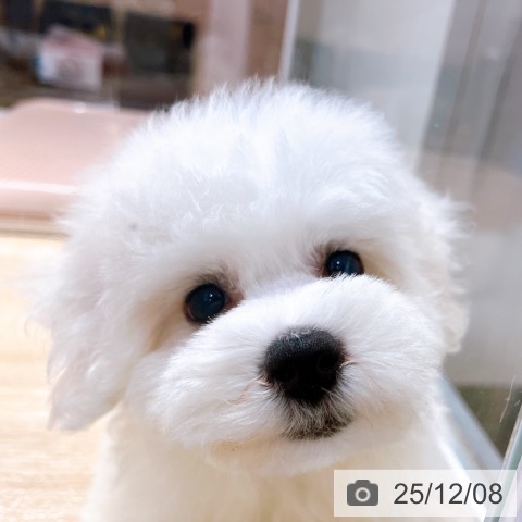 ビション・フリーゼの写真