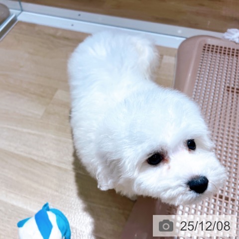 ビション・フリーゼの写真