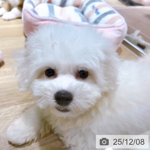 ビション・フリーゼの写真