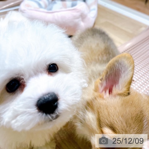 ビション・フリーゼの写真