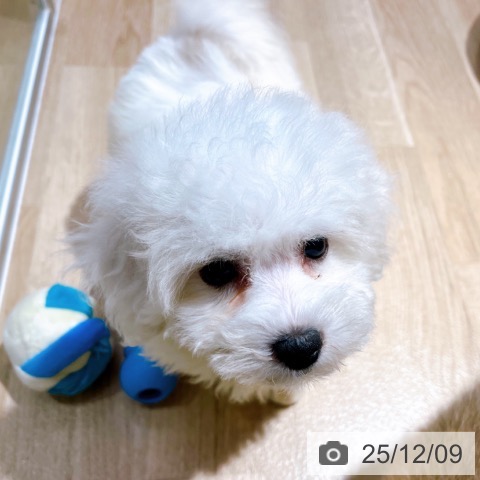 ビション・フリーゼの写真