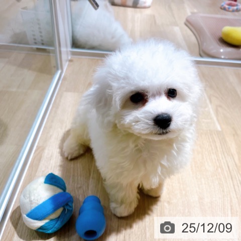 ビション・フリーゼの写真