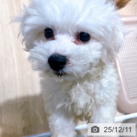 大阪府のビションフリーゼ (ペットプラス イオン大日店/2025年10月5日生まれ/女の子/ホワイト)の子犬の4枚目の画像