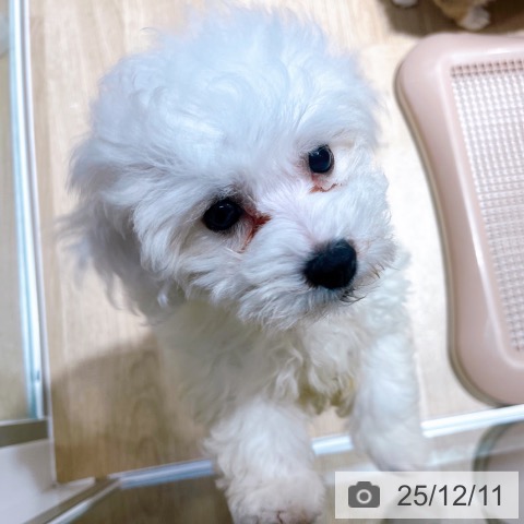 大阪府のビションフリーゼ (ペットプラス イオン大日店/2025年10月5日生まれ/女の子/ホワイト)の子犬の3枚目の画像