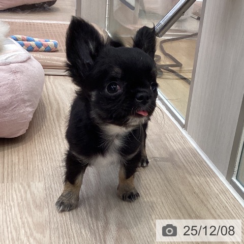 大阪府のチワワ(ロング) (ペットプラス ららぽーと和泉店/2025年10月5日生まれ/男の子/ブラックタンホワイト)の子犬の4枚目の画像