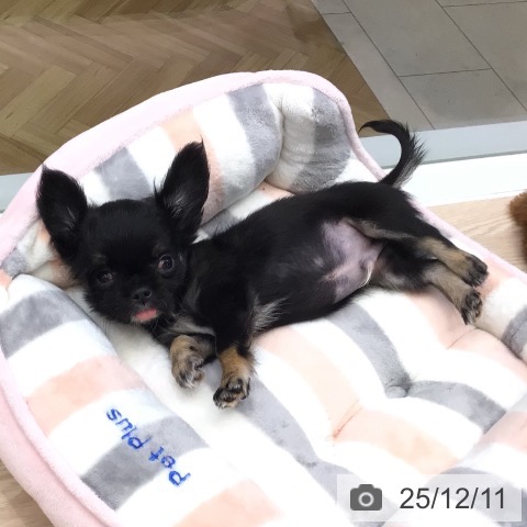 大阪府のチワワ(ロング) (ペットプラス ららぽーと和泉店/2025年10月5日生まれ/男の子/ブラックタンホワイト)の子犬の3枚目の画像