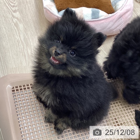 大阪府のポメラニアン (ペットプラス ららぽーと和泉店/2025年10月5日生まれ/女の子/ブラックタン)の子犬の4枚目の画像