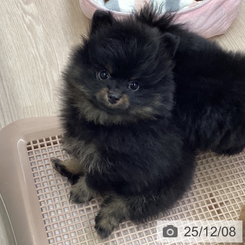 大阪府のポメラニアン (ペットプラス ららぽーと和泉店/2025年10月5日生まれ/女の子/ブラックタン)の子犬の3枚目の画像