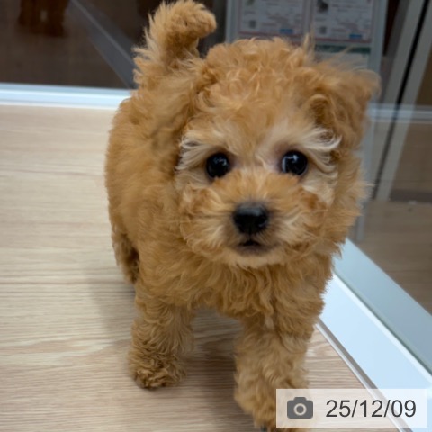 トイ・プードルの写真