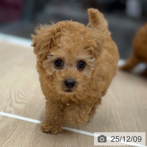 トイ・プードルの写真