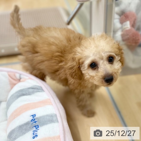 京都府のトイプードル(トイ) (ペットプラス 醍醐店/2025年9月29日生まれ/男の子/アプリコット)の子犬の3枚目の画像
