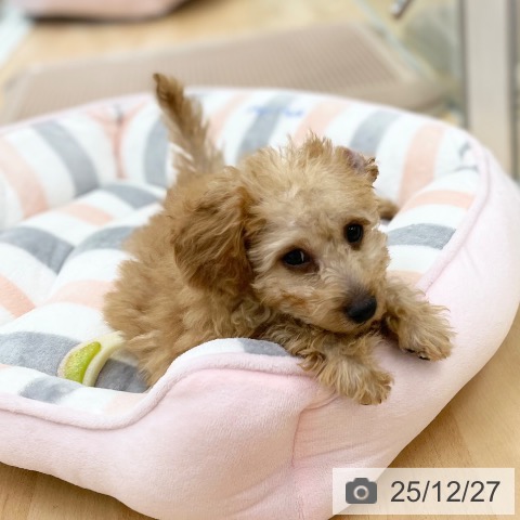 京都府のトイプードル(トイ) (ペットプラス 醍醐店/2025年9月29日生まれ/男の子/アプリコット)の子犬の3枚目の画像