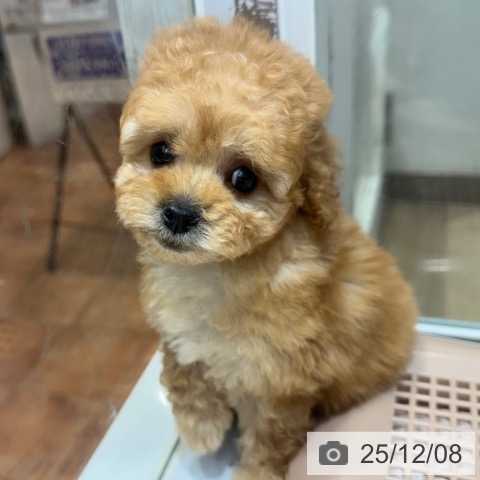 大阪府のトイプードル(トイ) (ペットプラス 四條畷店/2025年9月29日生まれ/女の子/アプリコット)の子犬の4枚目の画像