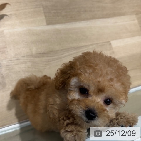 大阪府のトイプードル(トイ) (ペットプラス 四條畷店/2025年9月29日生まれ/女の子/アプリコット)の子犬の3枚目の画像