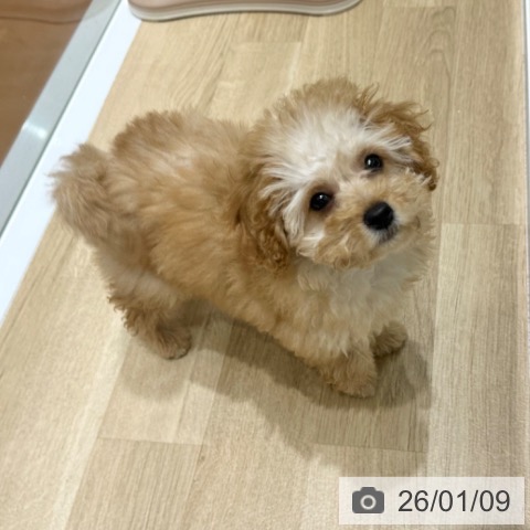 大阪府のトイプードル(トイ) (ペットプラス 四條畷店/2025年9月29日生まれ/女の子/アプリコット)の子犬の4枚目の画像