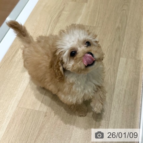 大阪府のトイプードル(トイ) (ペットプラス 四條畷店/2025年9月29日生まれ/女の子/アプリコット)の子犬の3枚目の画像