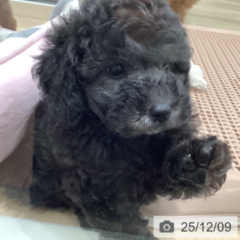 トイ・プードルの写真