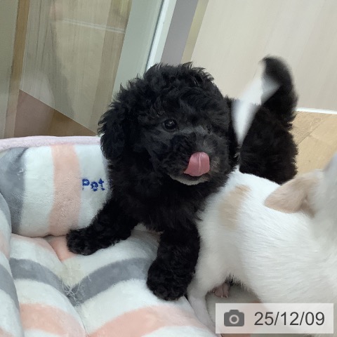 トイ・プードルの写真