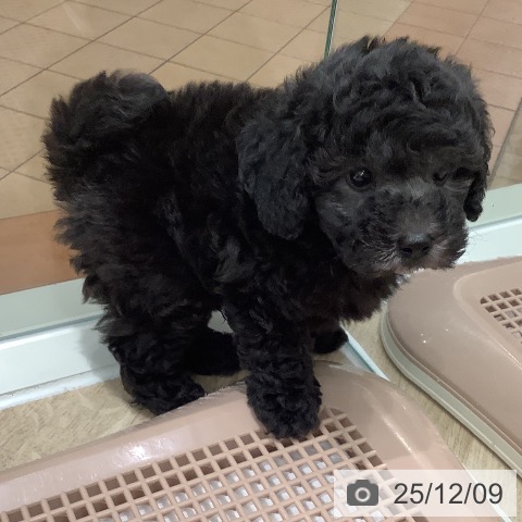 トイ・プードルの写真