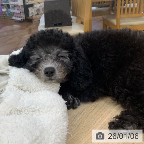 京都府のトイプードル(トイ) (ペットプラス 久御山店/2025年10月6日生まれ/男の子/シルバー)の子犬の3枚目の画像