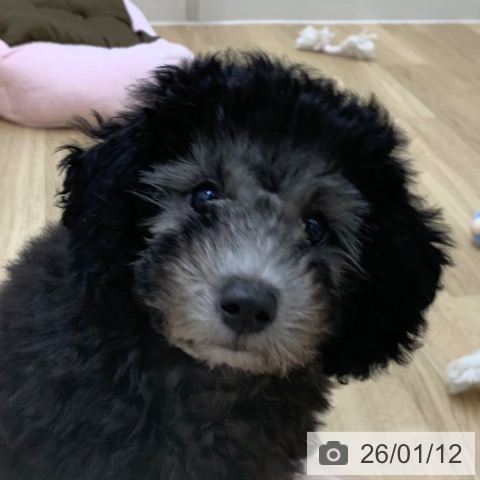 京都府のトイプードル(トイ) (ペットプラス 久御山店/2025年10月6日生まれ/男の子/シルバー)の子犬の3枚目の画像