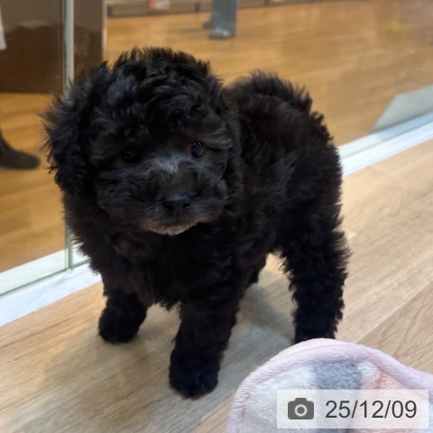 トイ・プードルの写真