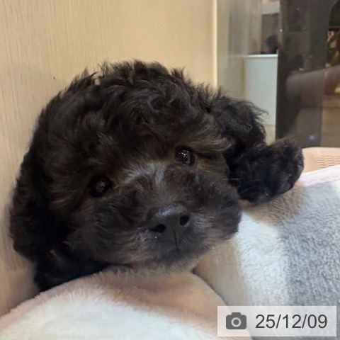 トイ・プードルの写真