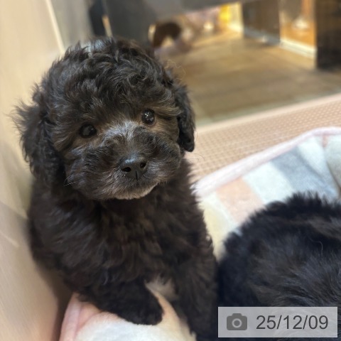 トイ・プードルの写真