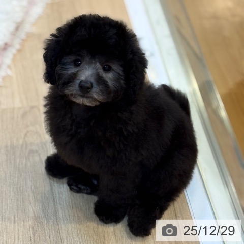 京都府のトイプードル(トイ) (ペットプラス イオンモールKYOTO店/2025年10月6日生まれ/男の子/シルバー)の子犬の4枚目の画像