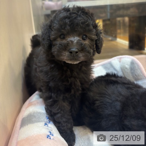 トイ・プードルの写真