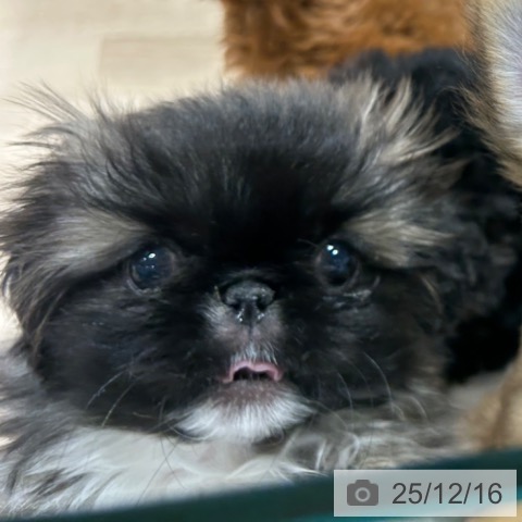 兵庫県のペキニーズ (ペットプラス 神戸三宮店/2025年10月4日生まれ/女の子/フォーンホワイト)の子犬の4枚目の画像