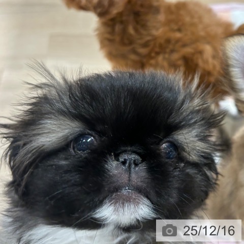 兵庫県のペキニーズ (ペットプラス 神戸三宮店/2025年10月4日生まれ/女の子/フォーンホワイト)の子犬の3枚目の画像