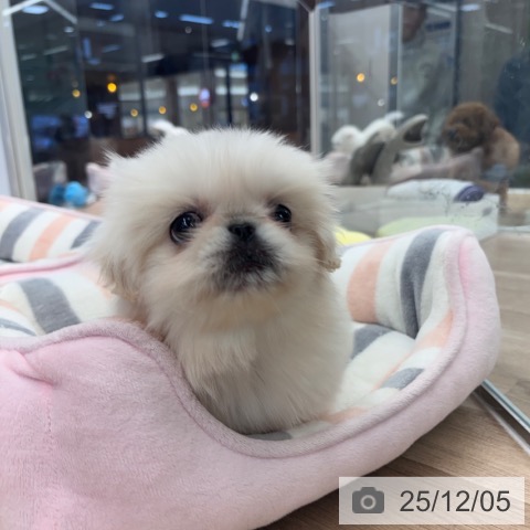 ペキニーズの写真